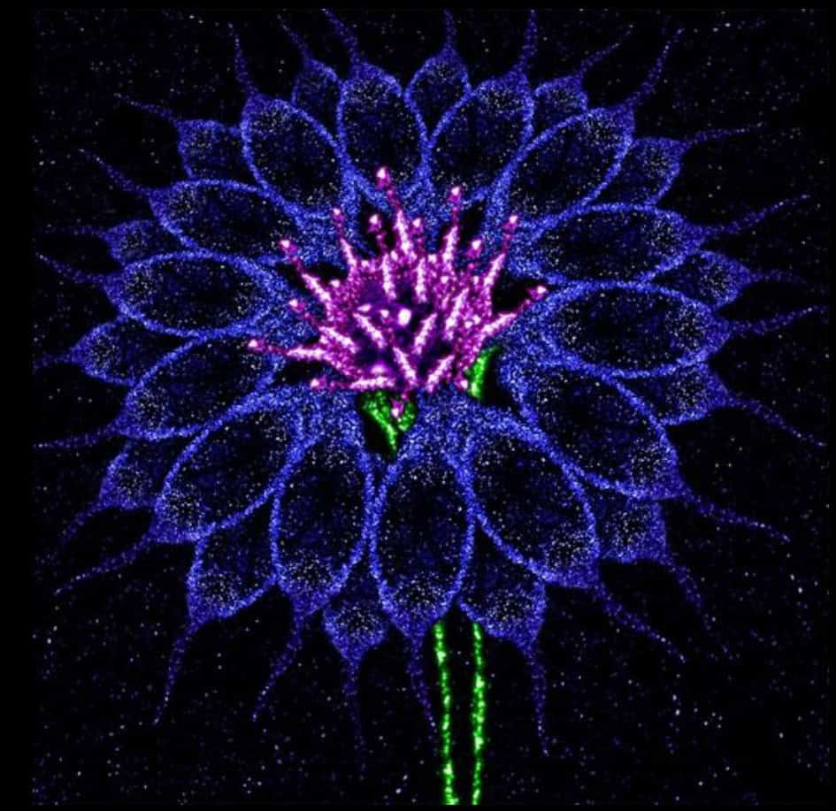 Cornflower MND neurones