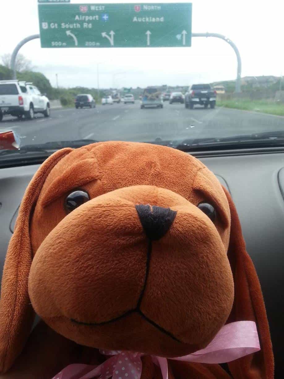 Katherine Lancaster's Hope Puppy Lottie entering Auckland