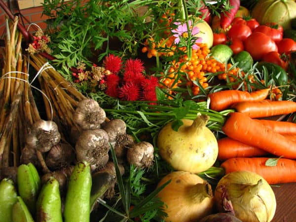 Organically grown vegetables